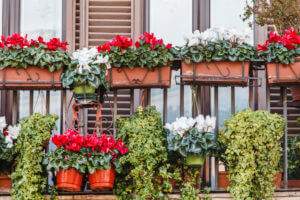 Fiori per Terrazzi e Balconi a Marostica