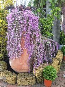 Garden Tres piante e fiori per Giardini a Marostica