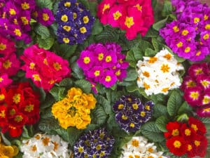 Garden fiori e piante a Marostica VicenzaFloricoltura Tres