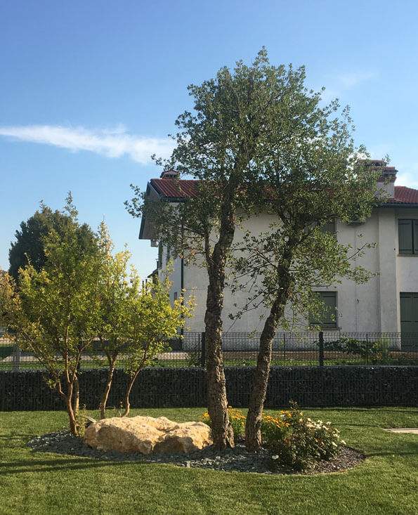 Piante da giardino da esterno Floricoltura Tres a Marostica